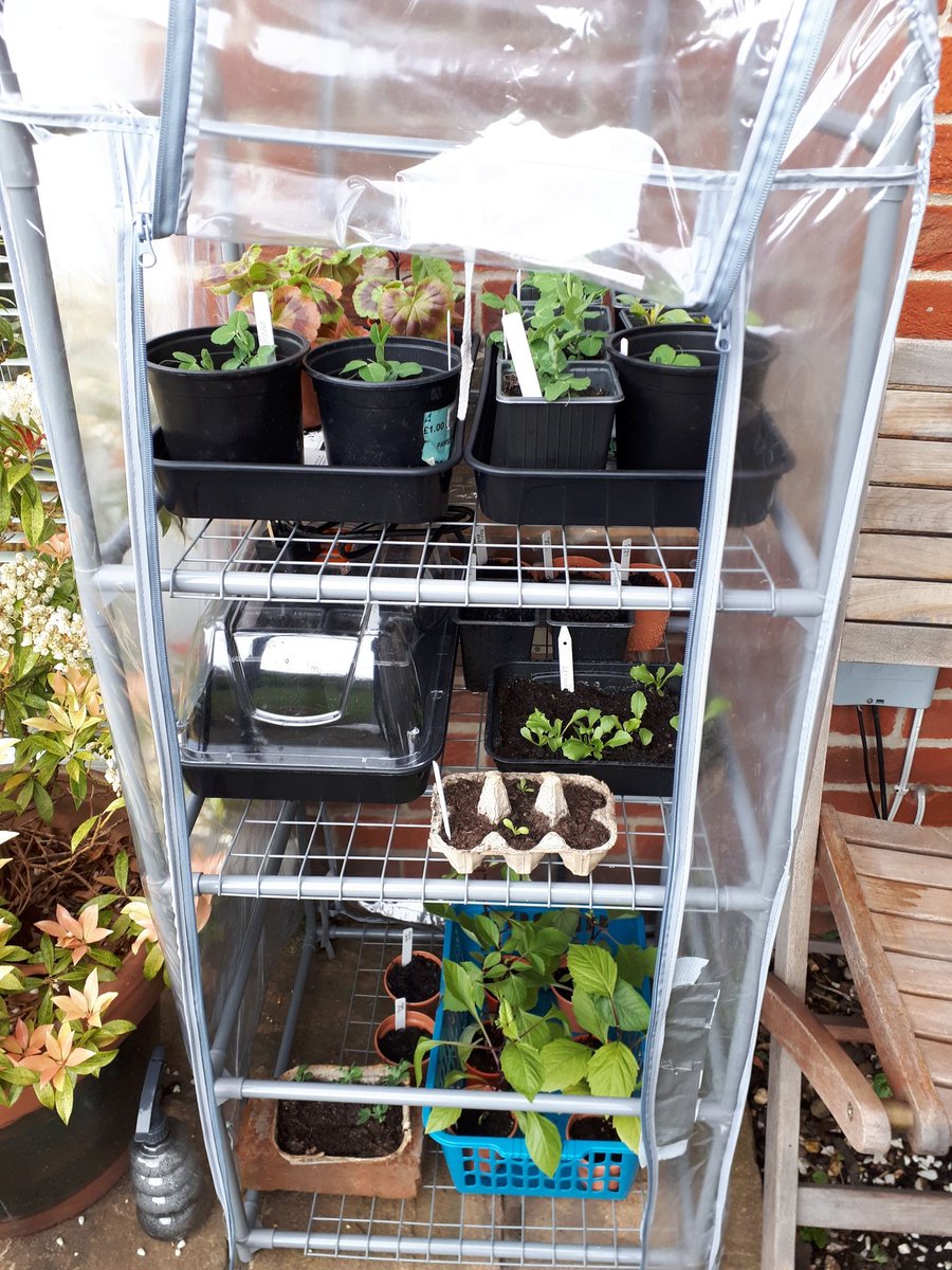 Daz_Bell's tweet photo. My Mini greenhouse is bursting with growth can we please have some ☀️☀️☀️ @LifeatNo27 @DorsetSnow @BBCSouthWeather @The_RHS @allotment9A @groseeds https://t.co/13Wf9Qv8jV