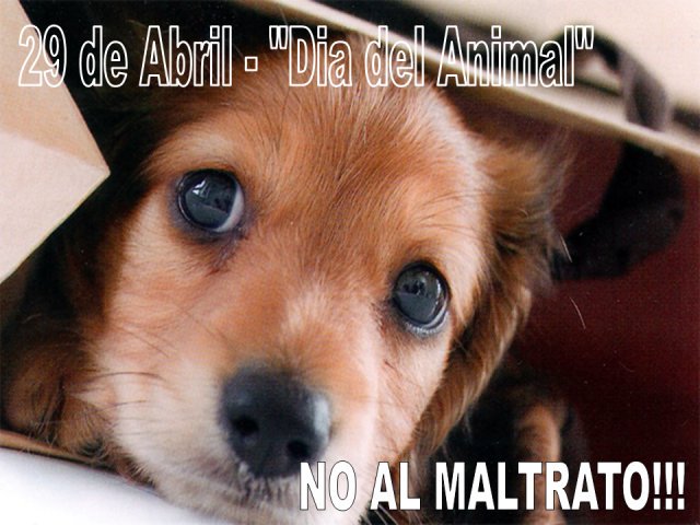 flaviarosem1's tweet photo. #BuenDomingo #DiaDelAnimal 
#noCompresAdopta hermoso dia del animal 🐾🐾❤❤🐶🐱🐴🐆🐅🐯🐮🐂🐃🐄🐷🐑🐏🐗🐐🐪🐒🐵🐘🐰🦃🐣🐦🐸🐊🐢🐍🐳🕊🐋🐬🐟🐠🐡🐙🦂🦀🕷🐞🐝🐜🐛🐌❤❤❤ https://t.co/MaXFHulHB6