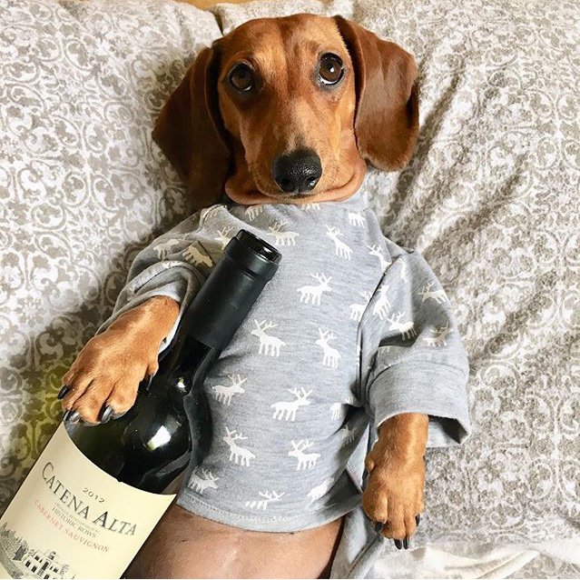 CatenaMalbec's tweet photo. Nuestros compañeros perfectos siempre tienen cuatro patas! #FelizDiaDelAnimal 🐶🐹🐼🐵🐷🐮🐴 https://t.co/HnEUh4XXa1