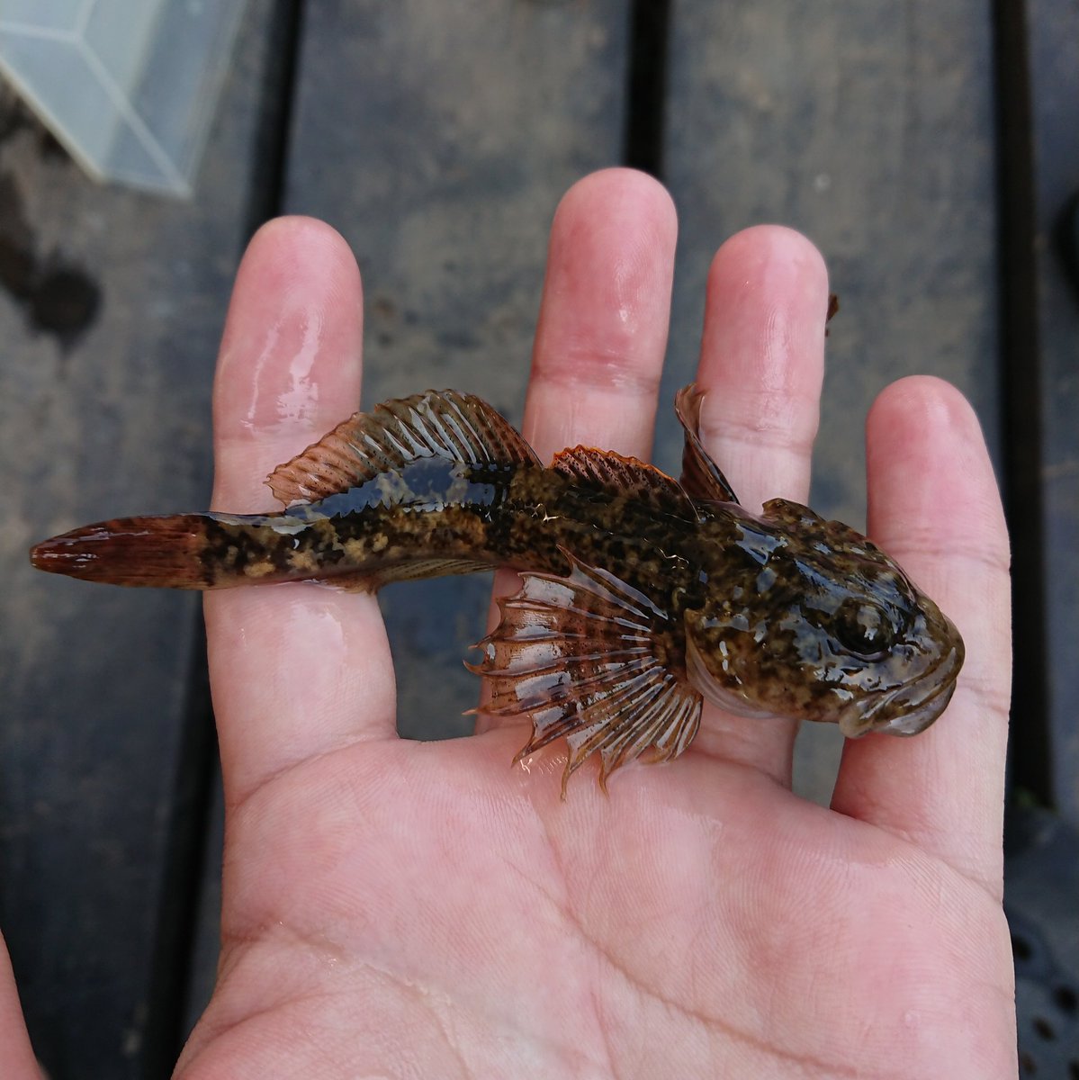 佐藤岳彦 Takehiko Sato Pa Twitter いよいよサンダル ガサガサが楽しい季節 近所の川で孫太郎 カワゲラ カジカ カジカガエルなど短時間でわらわらと 撮影依頼で行ったのに いつの間にか焚き火を囲んで飲み会に カジカの塩焼きとお酒は実に合いますな