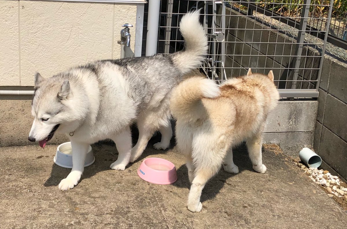 ハマジ على تويتر ニコくんが一番大きかったです でっかい そしてイケメン 落ち着きもある かっこいい えんじくんはまだ1歳になってないからシルより一回り小さかった 遊んでよくコケてた 可愛い