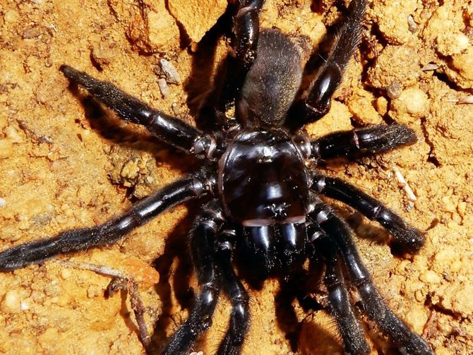 CNET's tweet image. World's oldest-known spider dies cnet.co/2jhIx6r