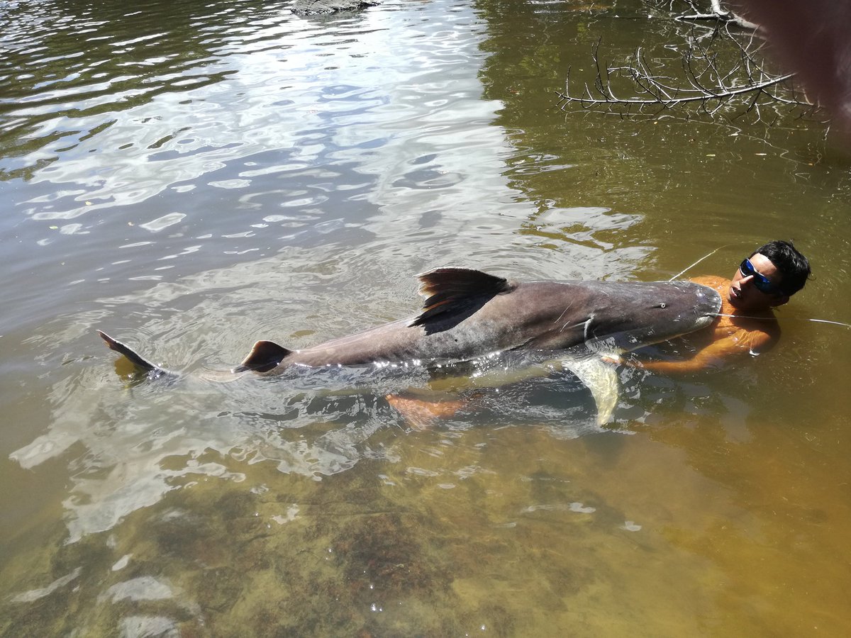 AmazonAngler's tweet image. JAGUAR EXPLORER CAMP, GUYANA: A true Leviathan from the deep. Our biggest fish for the 'Grunt Hunt Boys' this week. Caught by partner Steve Andries... 83" long with a 50" girth, estimated at 260lb! # catfish #fishing #amazon-angler.com 
amazon-angler.com/jaguar-explore…