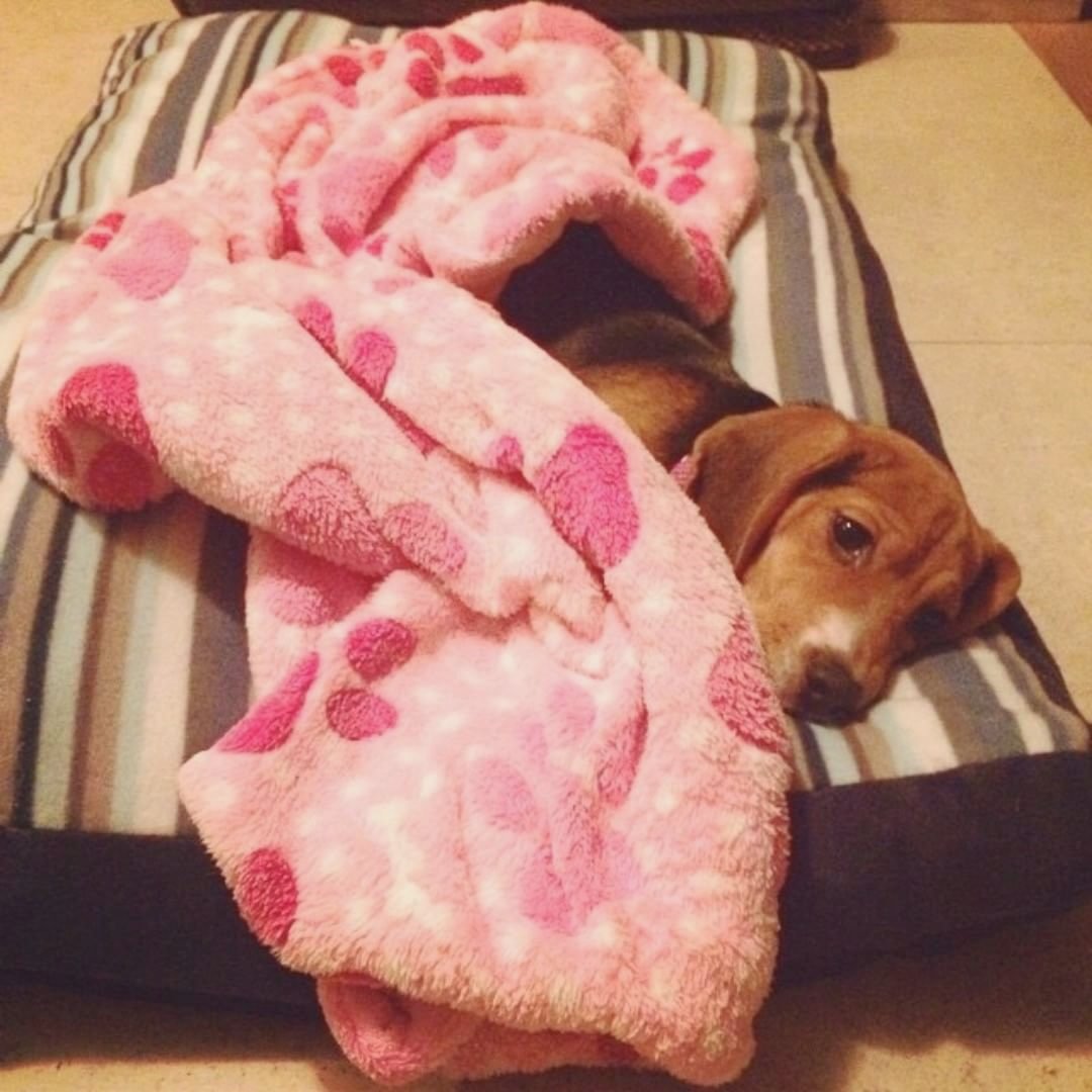baosinh2's tweet photo. Atena!!     dec.27.2014 
Credit to : @beaglesjube
Follow us if you love Beagles  ❣
 Update videos everyday ❤
#beaglepuppy #beaglesofinstagram #beaglefamily #beaglelife #beaglelove https://t.co/OVoxEGR3CE