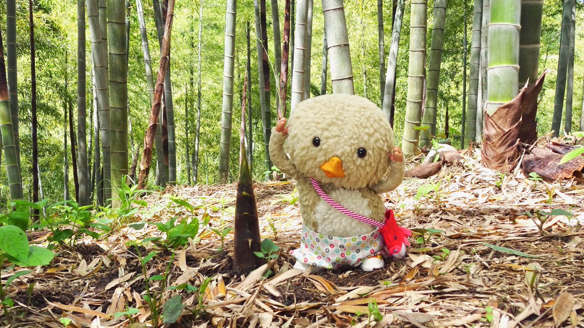 togarirecords's tweet photo. たけのこのポーズで、きねんしゃしんを、とてもらいました！
おきいたけのこと、ちちゃいたけのこも、いぱいとれて、「今日は、おとまりだから、たけのこは、おうちにかえてから、たべようね！」て言われたので、おうちで、たけのこたべるの、たのしみです！
#千葉
#大多喜町
#たけのこ https://t.co/eEVZUigo1Z