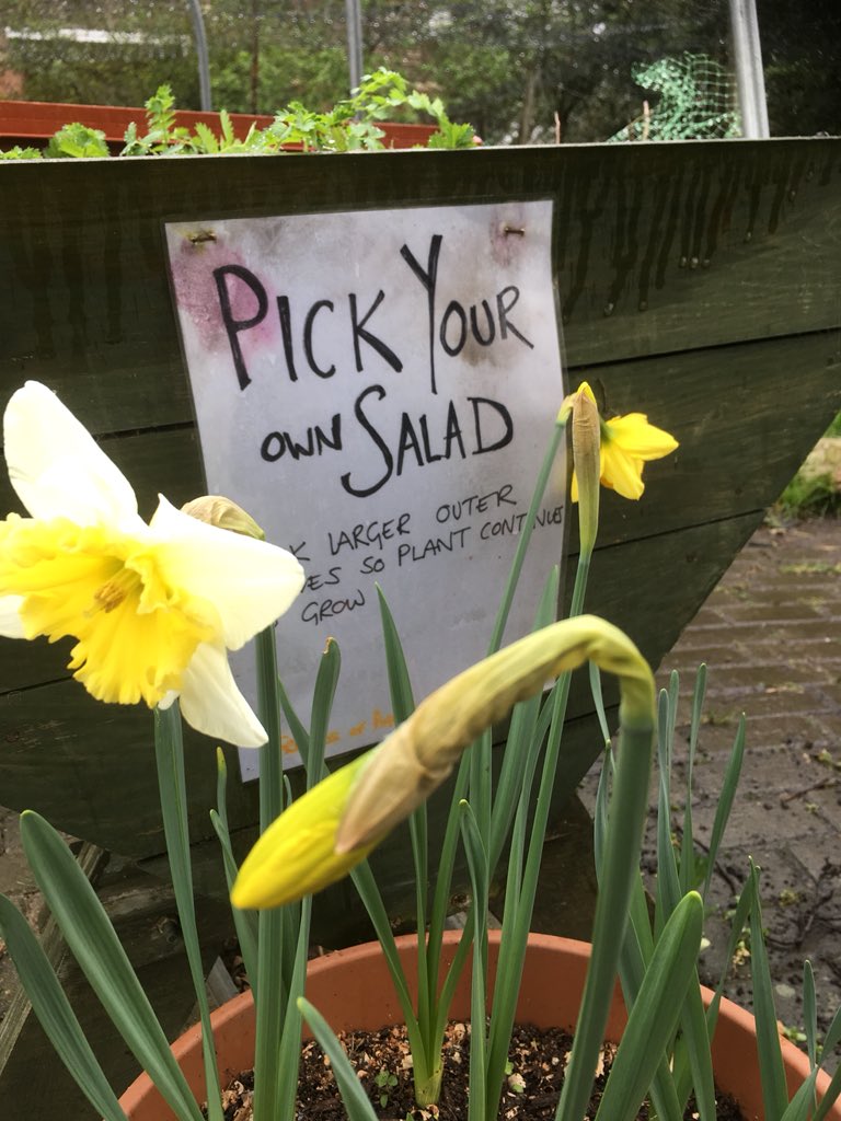 Gardening <a href="/AgnesRileyGdns/">AgnesRileyGardens</a> 11-2am this morning. Need help to finish a raised bed and move some wood chip from other end of park. &amp; there’s loads of salad to pick