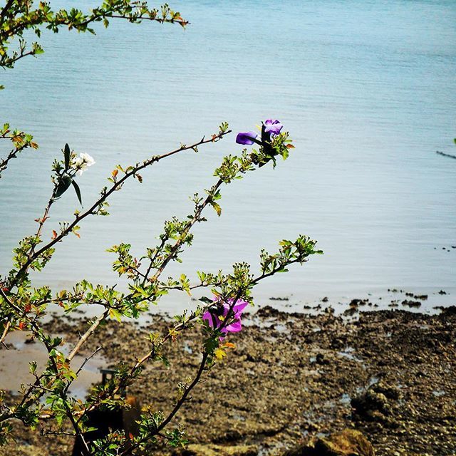 Petite_Geante's tweet photo. Nature et mer à Saint Nazaire 🦀🌿#instastnaz18 #igersnantes #chemincotier #saintnazairetourisme #saintnazaire #igersfrance #nature #mer #latergram #fleur #nikoncoolpix #nikon https://t.co/VxY73YHuDx