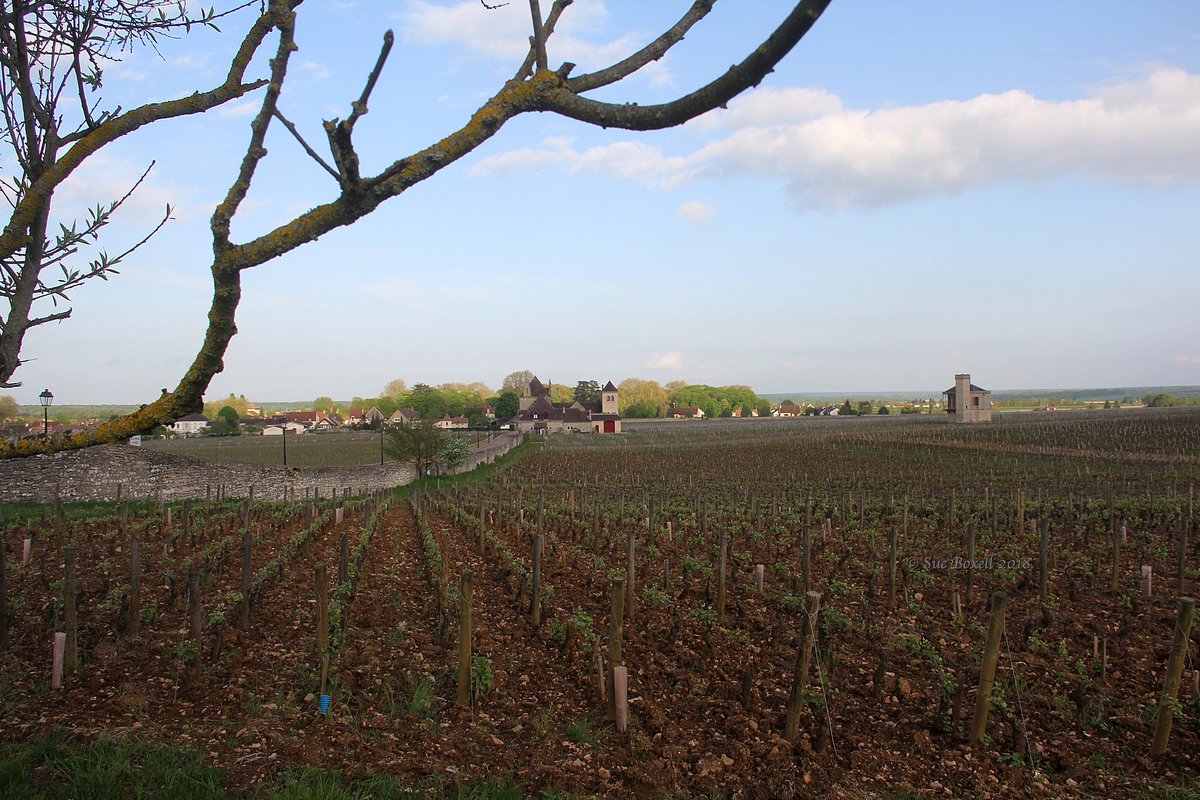 After 7pm in the vineyards of #ClosVougeot - not a soul in sight - perfect time to take photos! #spring2018 #burgundy #MagnifiqueFrance #bourgogne #vineyards #burgundyonaplate