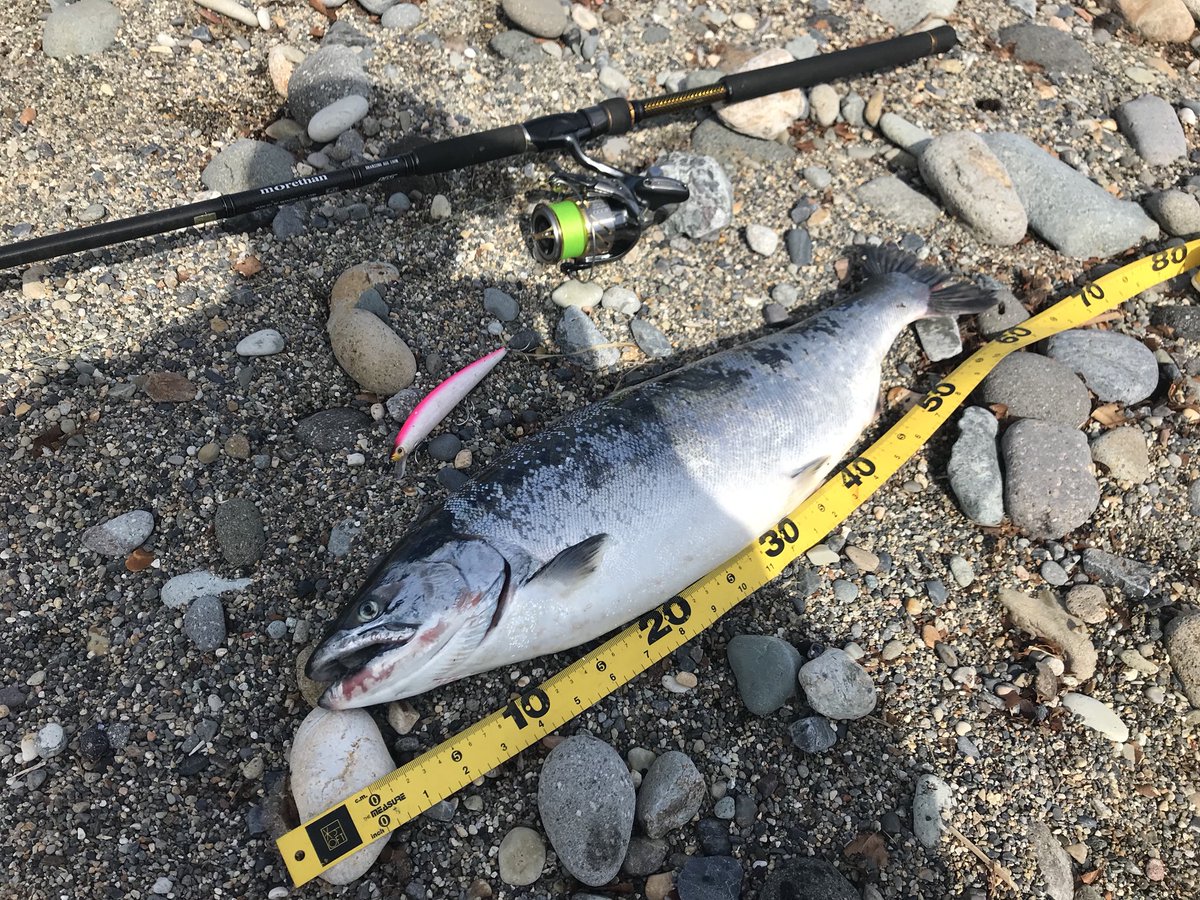 Masashi Twitterissa サクラマス釣れました 60cm 3キロ 前回アスリート12ssで釣ったアスリート14ssでヒット 爆笑 今年も僕の隣で4キロが2匹 僕の隣は釣れ過ぎ 次回も頑張ります 大物釣り師10 オフアマゾンurｌ Https T Co T3rwwvvsoj Https T Co