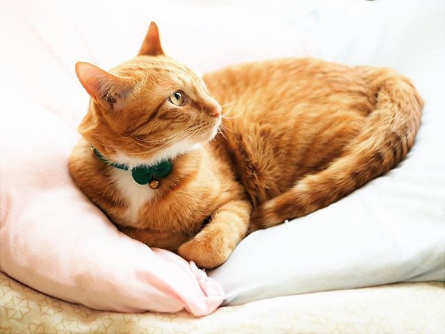 女神の無重力まくら