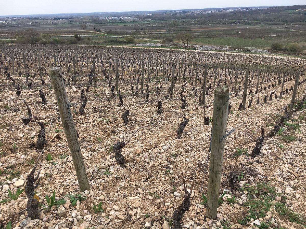 De terroirs en crus et de parcelles en climats la Bourgogne se pare de vignobles #vigne #vignoble #cepdevigne #bourgogne #cru #terroir #parcelle #climat #caviste #vigneron #vin #cruclassé #santenay