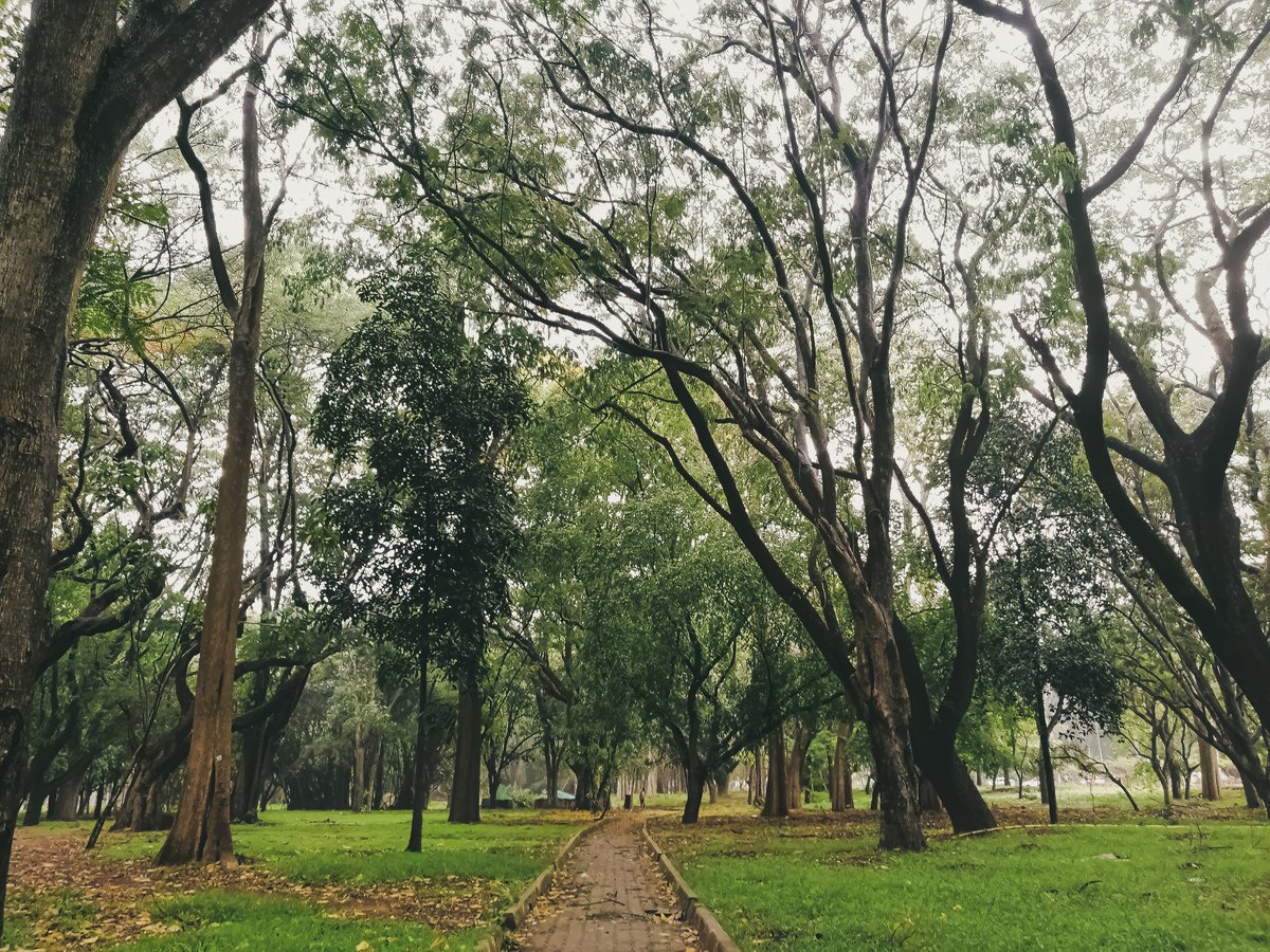 Bharathshnkar20's tweet photo. #honor #honor8pro #bangalore #nammabengaluru #incredibleindia #cubbonpark
#Explorewithhonor #incrediblekarnataka #karnataka_ig #mobilephotography #promode #picoftheday #instapic #streetsofindia #karnatakastreets #mobilephotography #streetsofkarnataka #karunadu #karnatakaig https://t.co/cfgdkIHBPK