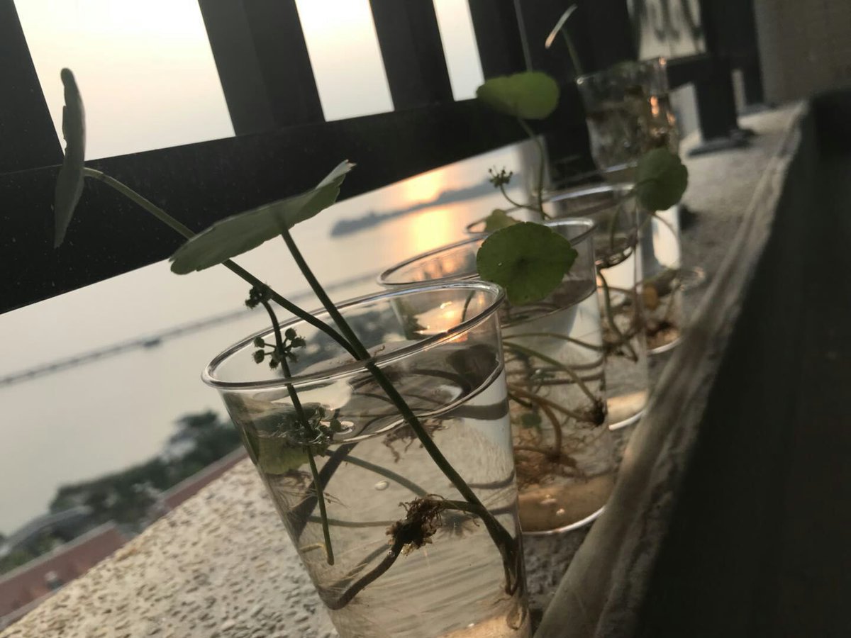 Brook Lin (@xmprecision) on Twitter photo 