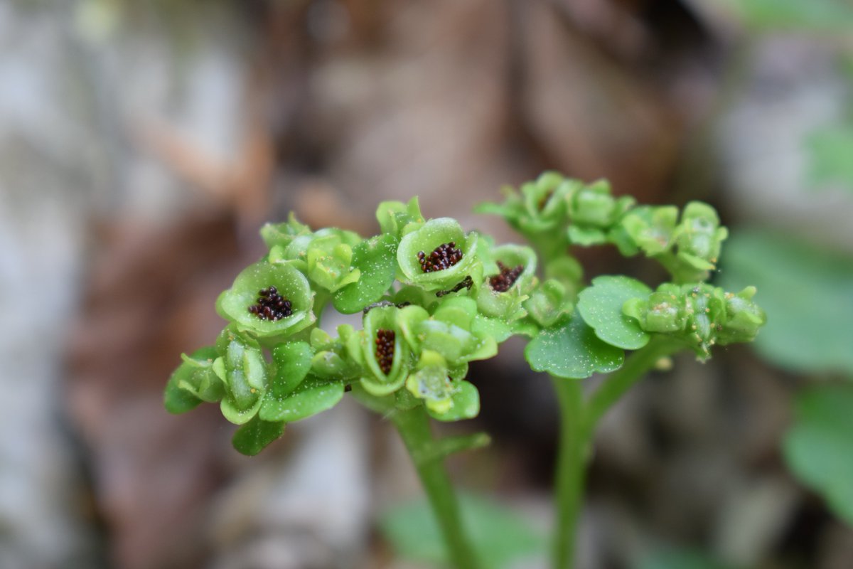 SamuelMarent's tweet photo. #Chrysosplenium alternifolium, fruit- bowls. 
#flower #sunday #photography https://t.co/qeb19qJatx