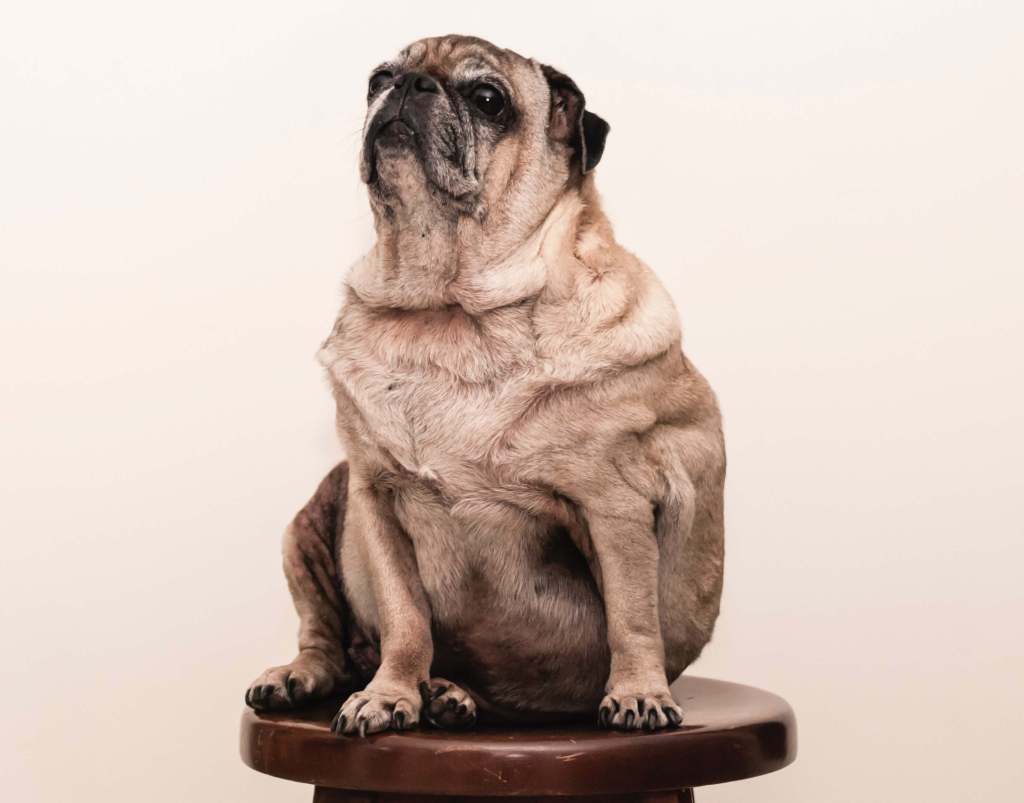 Pet Insurance and Obesity - Have you had a claim refused because your animal is overweight? and Has your insurance company asked about your pet’s weight? Let us know! timeforpaws.co.uk/blog/pet-insur…