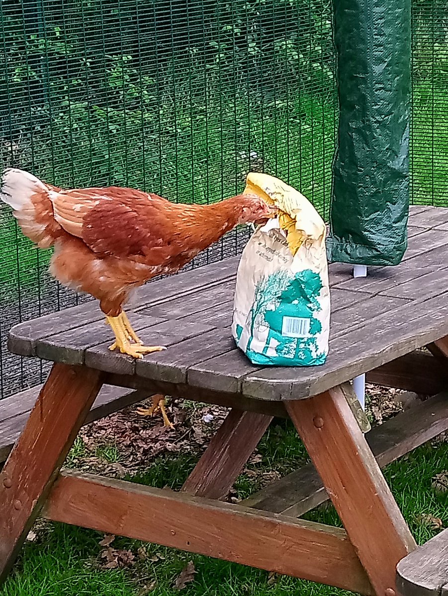 firsprimarysale's tweet photo. Eggsitement as chick finds a Happy Meal! #farmfun #greedychicken https://t.co/owzq82Mrik