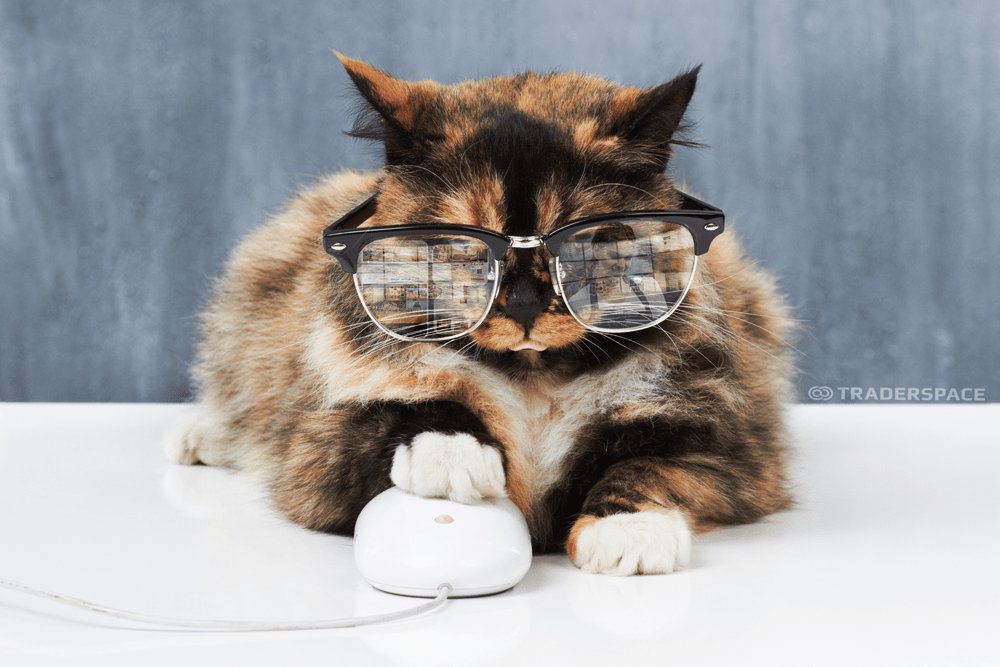 openairapps's tweet photo. Run your shop.
Keep your profits.
Own your data.
Cat your mouse.
Traderspace. Your online selling place. 
#Openairapps #Traderspace #CatsOfTwitter #Bitcoin
Check out Traderspace features &amp; add your email 
@ https://t.co/kdZuItkhQO  for exclusive launch access. https://t.co/uOe89s9ain