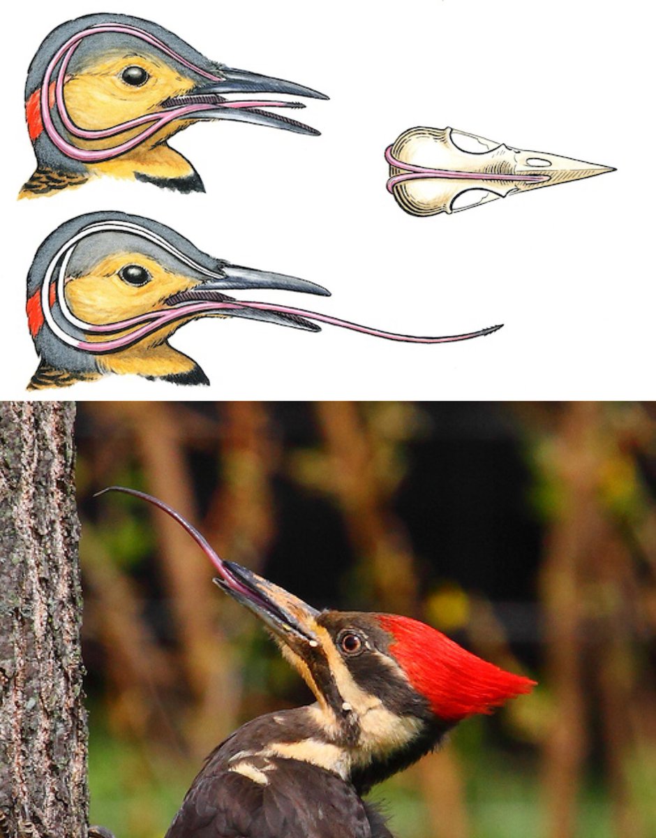 A woodpecker's tongue is so long that it wraps around its skull to protect its brain from over 1000g of force when it's hammering away buff.ly/2KlKivH