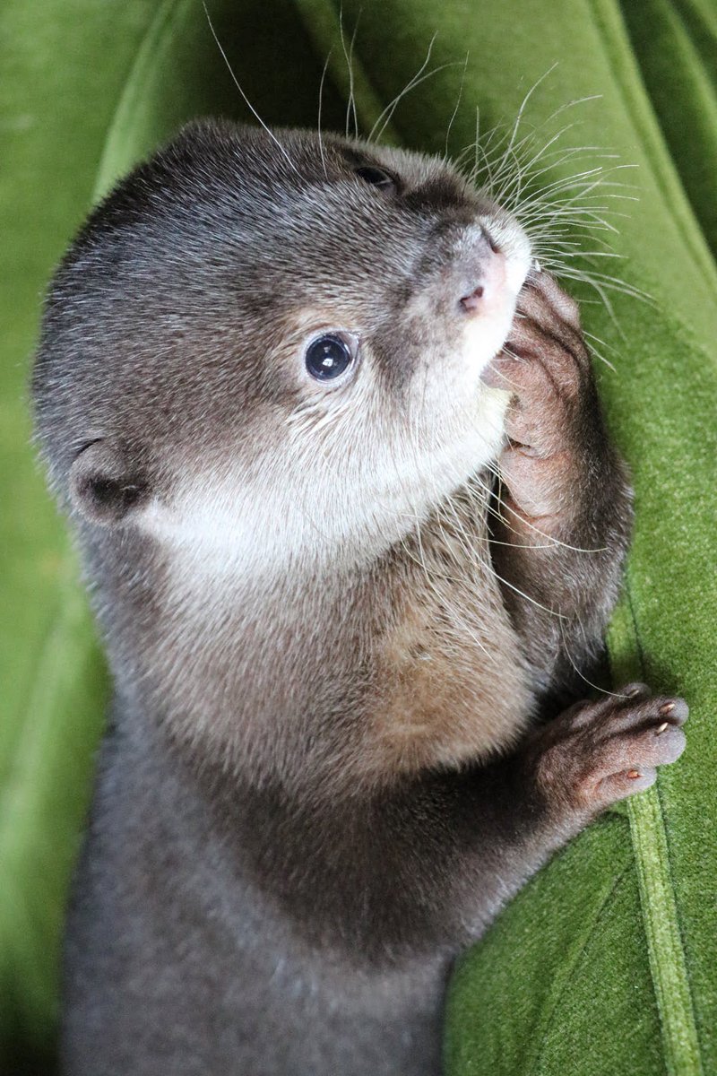 カワウソの指しゃぶりも人間と一緒で大人になるとおさまるのかな？？