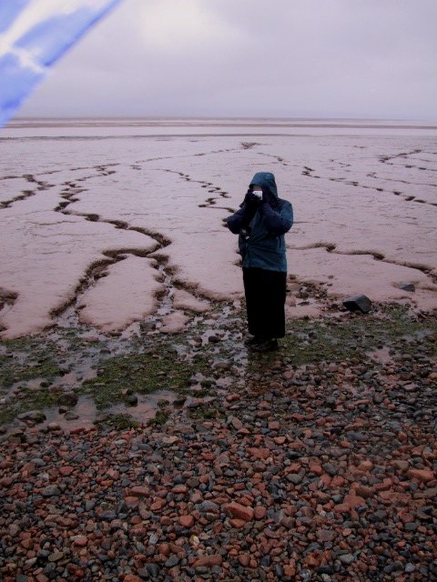 Muddy tidal flat deposits onlap everywhere directly onto shore surfaces at approximately half-high-tide level. Examples here pic 1. on gravelly post-glacial surfaces (loc 8) and pic 2. on rocky platforms (loc A). Both muddy people are average size  #MinasBasinTidal