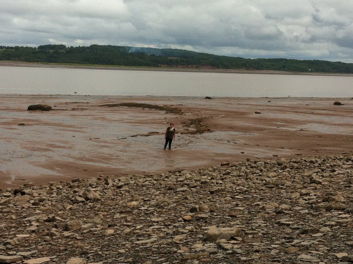 Muddy tidal flat deposits onlap everywhere directly onto shore surfaces at approximately half-high-tide level. Examples here pic 1. on gravelly post-glacial surfaces (loc 8) and pic 2. on rocky platforms (loc A). Both muddy people are average size  #MinasBasinTidal