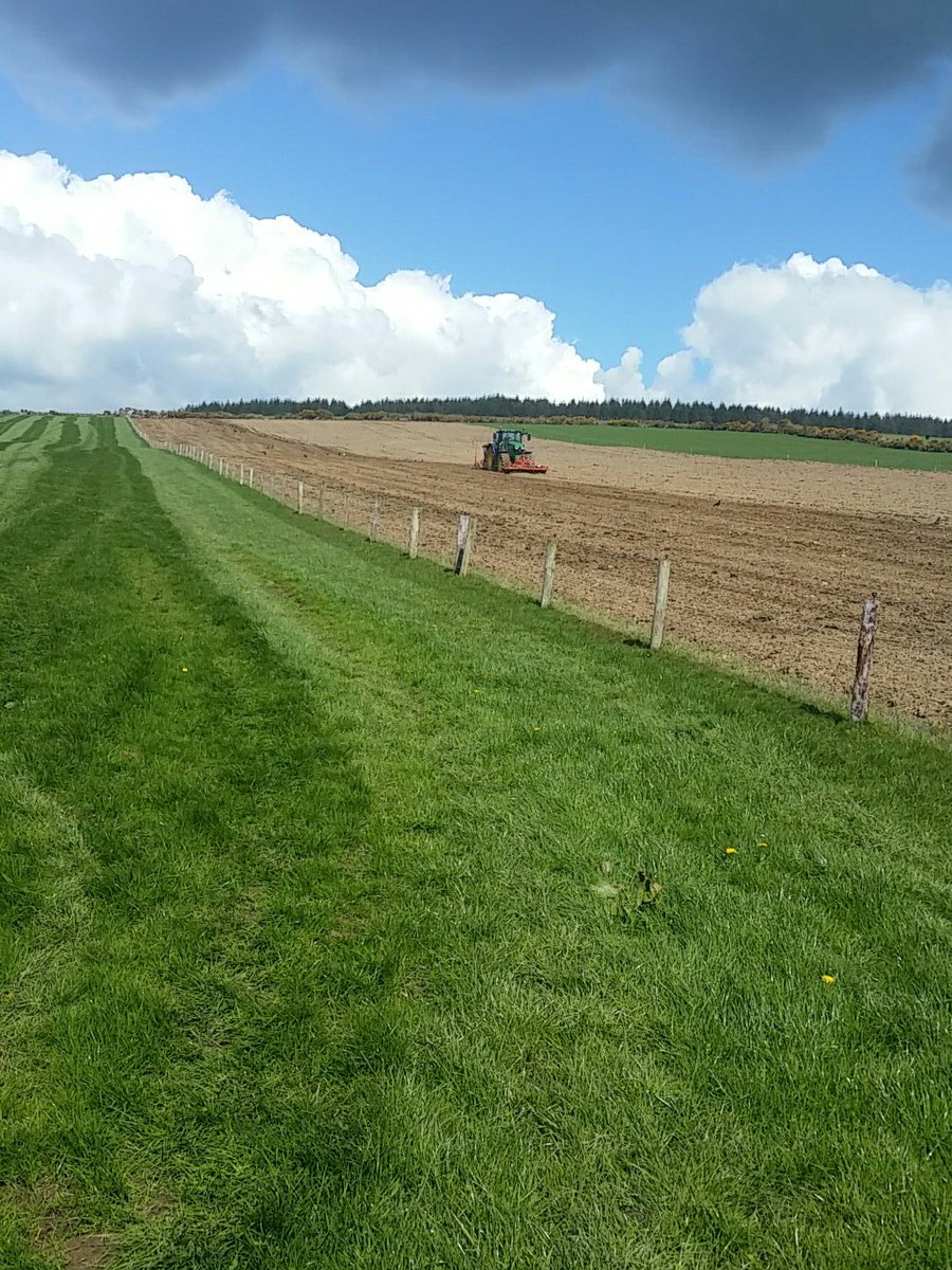 Spring barley going in.  #nearlysummer