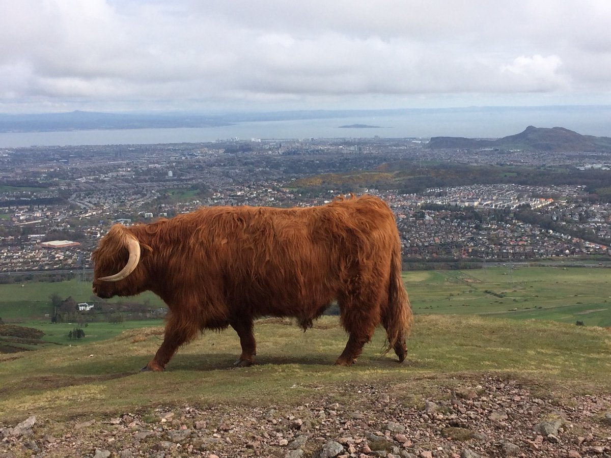 j73roxy's tweet photo. Some company on my morning run today. #pentlands https://t.co/9O2IDDLjAn