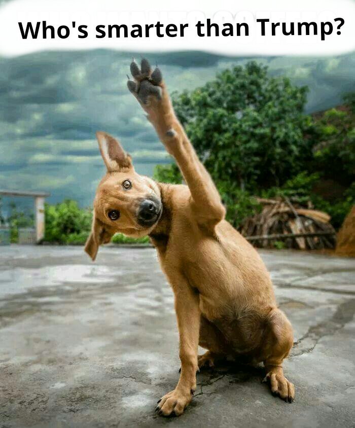Dcl_60's tweet photo. Its bad when you really do know a dog is actually smarter. #AnimalsAgainstTrump https://t.co/UZccovXDdr