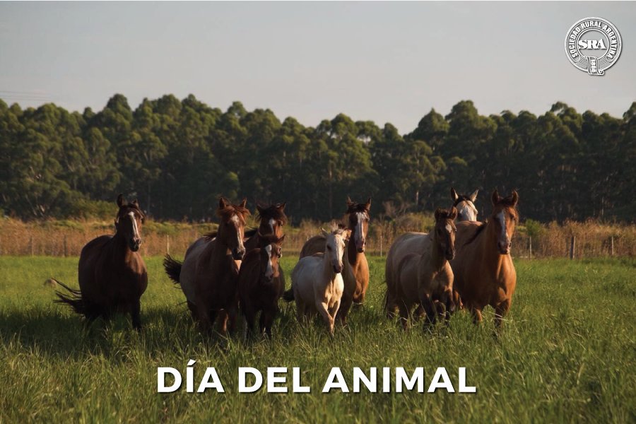 En el #DíaDelAnimal, compartí una foto de tu animal preferido 🐶🐱🐴🐮🐷🐑🐐🐰🐤
📸: <a href="/Agusdiazvaldez/">Agustina Diaz Valdez</a>