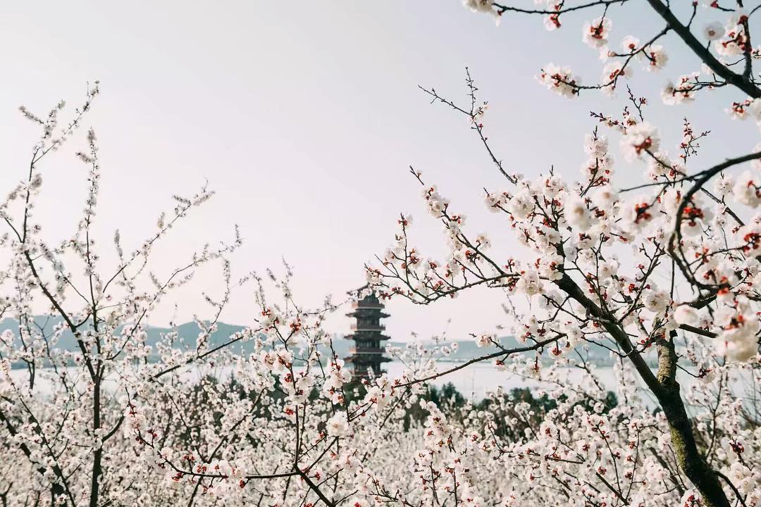 CSAIRGlobal's tweet photo. 'If you have a chance to visit Xuzhou recently, then don't miss out the Yunlong Lake. The apricot flowers are blooming all over, in the distance, the Sugong pagoda stands still by the lake.
Photo credit to: @image.xuzhou #FlyChinaSouthern #HiSpring https://t.co/qsdKhnsqhE