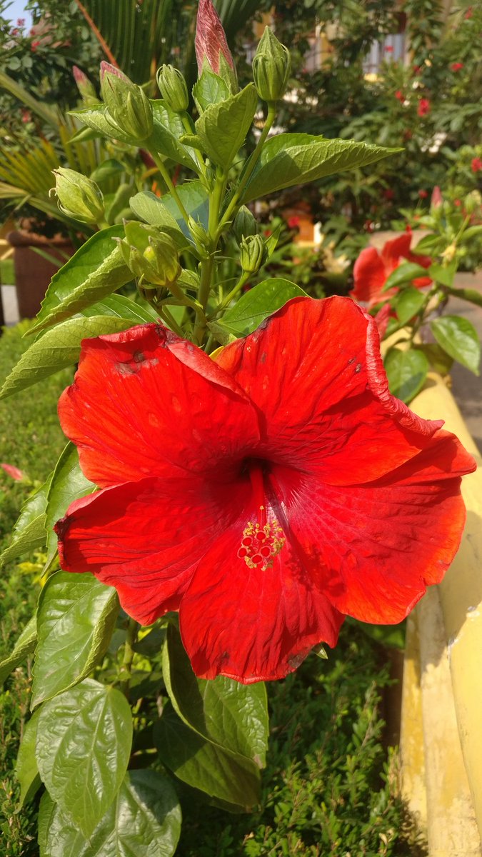 I'll stare at the sun and bloom, even if it burns me #red #hibiscus #sunshine #afternoonwalks
