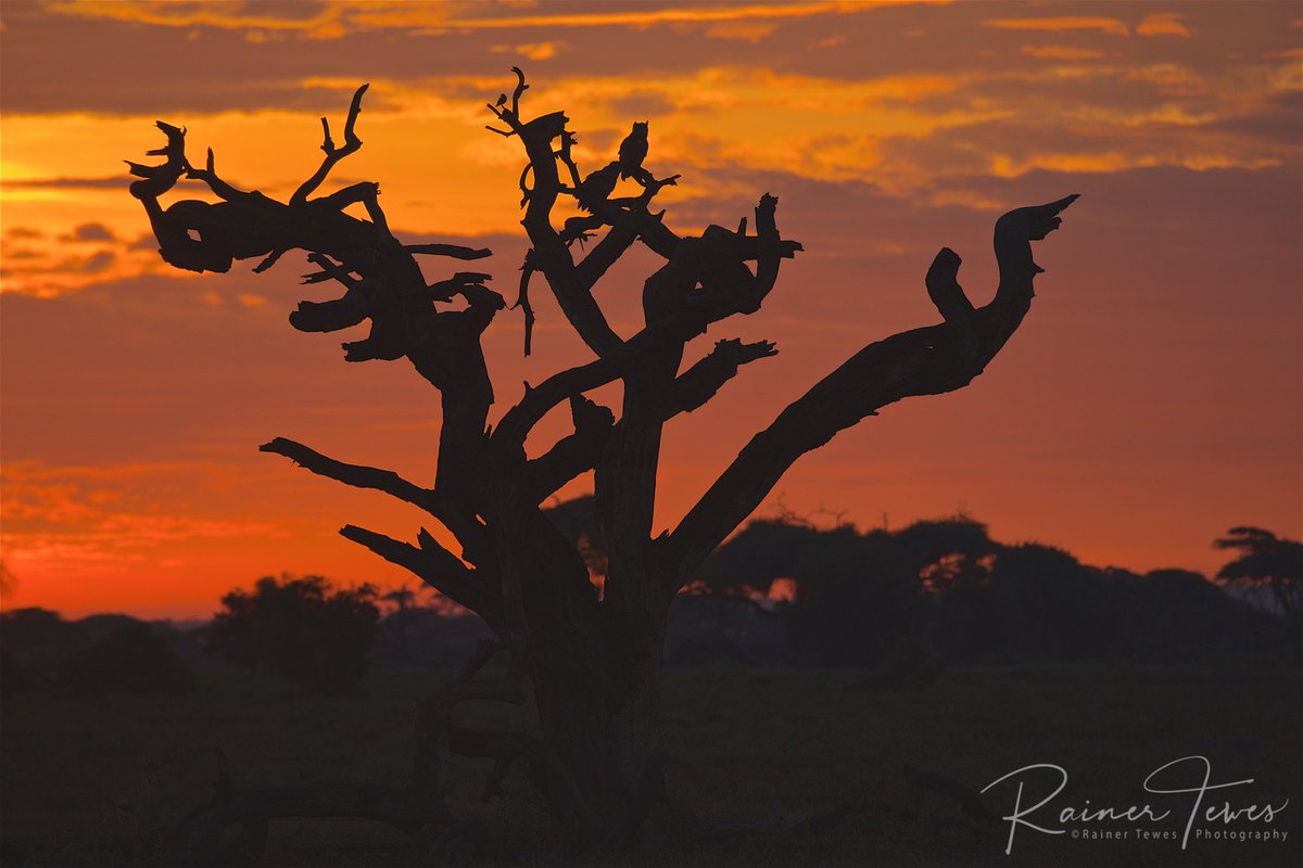 rainertewes's tweet photo. See on the tree… …how many animals you can find! And what kind of?
#africanwildlifephotography #africanature #naturephotography #wildlifephotography  #amboselinationalpark #nikonphotography https://t.co/oBdYY0KKmR