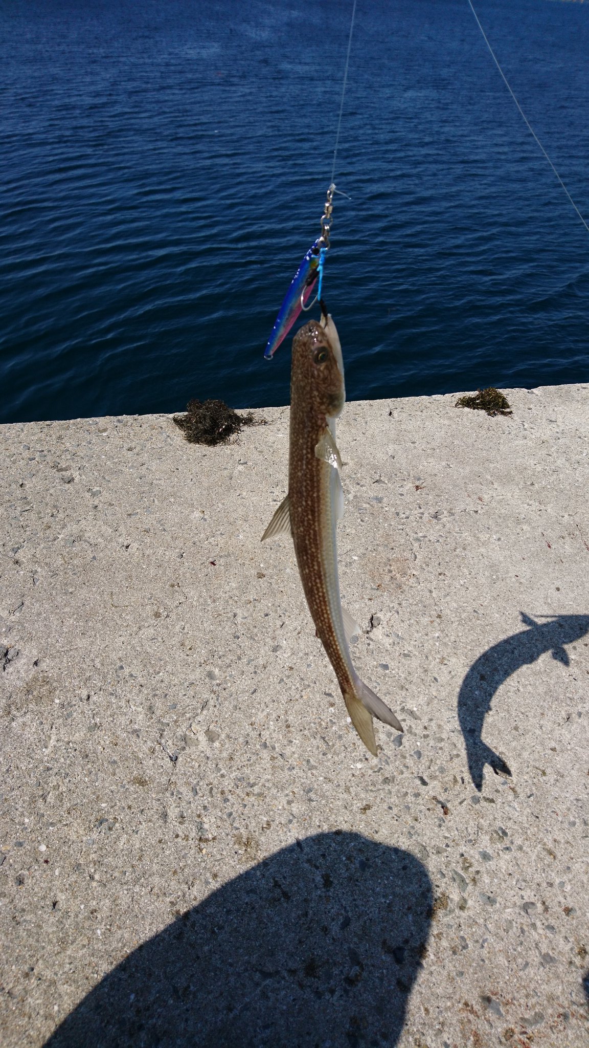 茹でた 孫 本日の釣果 なんとエソ5匹でした エソさんはショアジギンガーのお友達 エソさんはショアジギンガーを裏切りません エソング楽しい Eso1gp エソング ジグパラ40gセミロング