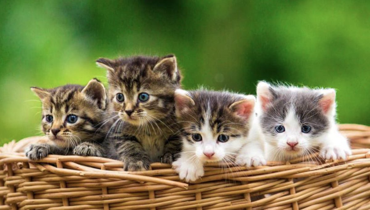 An diesem schönen Sonntag poste ich euch ein Bild von diesen süßen kitten! #kitten #katze #cat #Sonntag