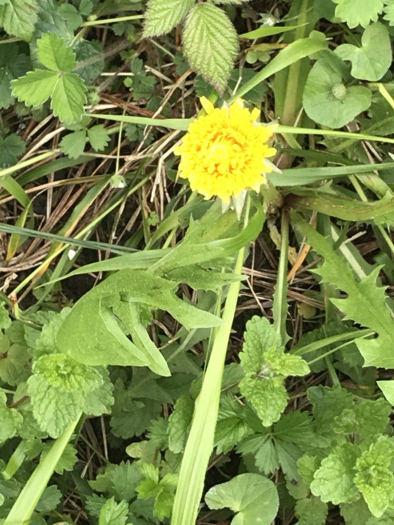 Kernow_Life's tweet photo. #LittleRedTractor #Time . #wheelie #bins at the ready!๐ As the new year has progressed , #snow โ๏ธโ๏ธ included it seems thereโs been an explosion of #growth #activity in the #lane . #buttercups #cowslips thereโs a carpet of #bluebells in the making. Going to be #spectacular https://t.co/30LQkUOW3Y