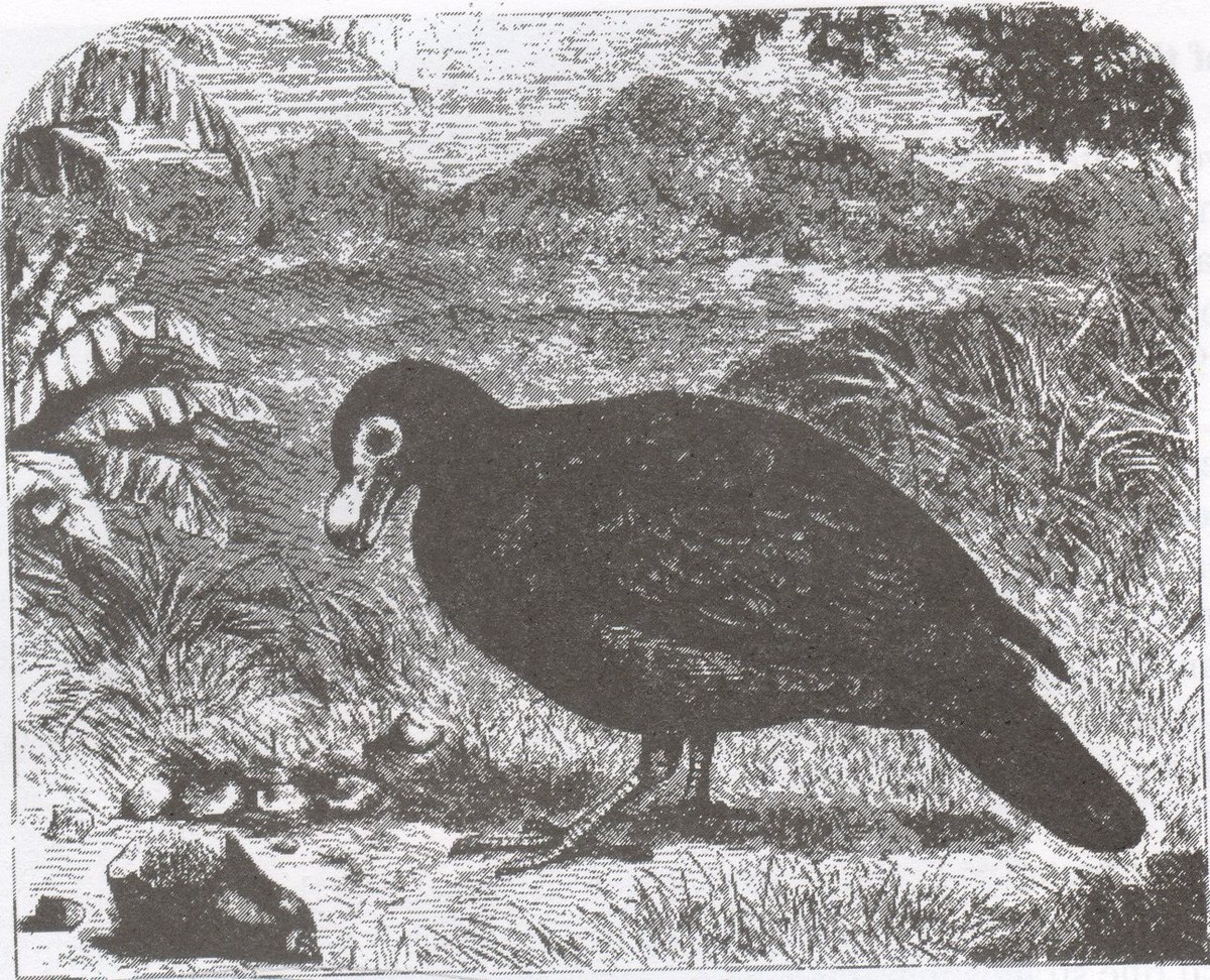museumofsamoa's tweet photo. According to recent studies, the Manumea was sited in the rainforests of Tafua, Falealupo, Asau and Aopo in Savaii and in the rainforests of Aleipata in Upolu. #MuseumWeek2018 #NatureMW https://t.co/Fg9b9biGqs