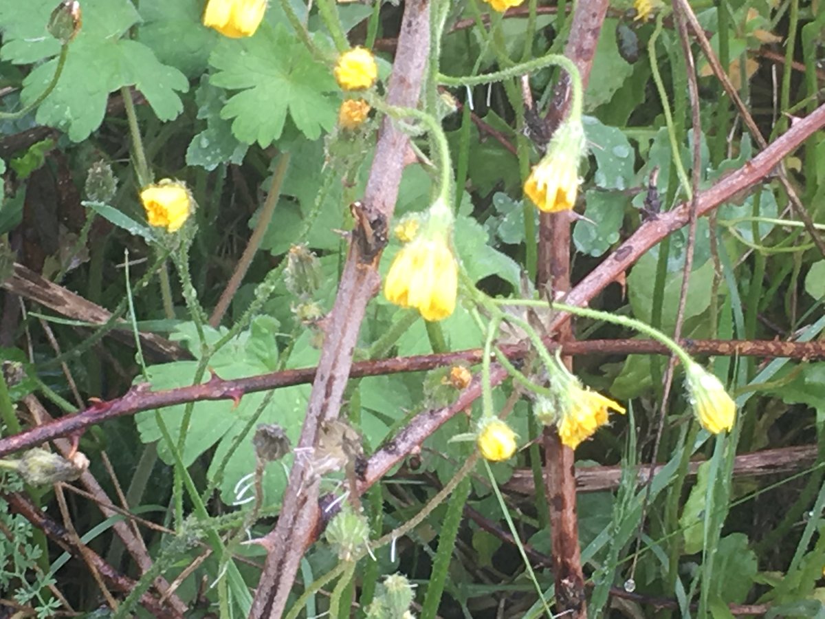 Vamos a ve... que coño es esta mierda!!!!
Llevo un rato dando vueltas buscando flores azules y solo hago que ver esta mierda de color amarillo por todos lados!!!!