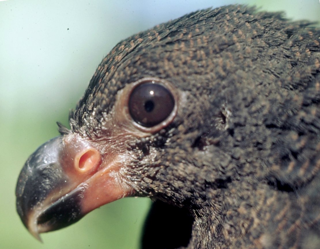 museumofsamoa's tweet photo. It is one of the world’s rarest bird species, which is all the more reason for protection not only this species but also the environment for them. Because of the concern for its survival, it was given full legal protection and declared the National Bird. #MuseumWeek2018 #NatureMW https://t.co/0Rhiwb3Tyc