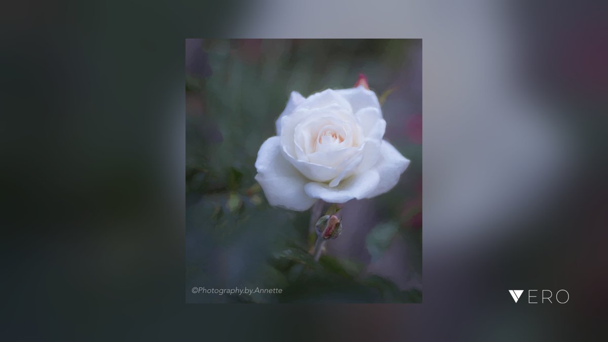 BeechTreePhotog's tweet image. A rose is a rose.... A little digital painting. .
.
.
.
.
.
.
#easyart#artprints #roses #white #rosebud #getoutside 
#walldecor#artforthewall#interiors #floral #floralphotography #flowers #flowersofinstagram #nature#tothetrade#naturephot… @VeroTrueSocial