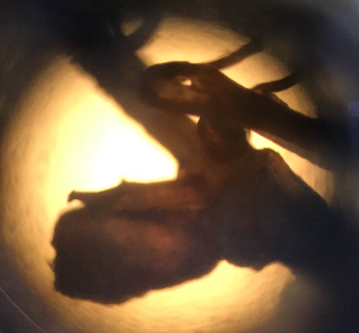 ICLCleverClover's tweet photo. SCIENCE SUNDAY PICTURE QUIZ: I’m a symbiosis between the green and the (very) small, I am crucial to feeding the planet and you can find me in the soil around the Princes Gardens. What am I? Come look under the microscope for yourselves in the Hands-On Zone! #ImpFest https://t.co/rqjOlmavri