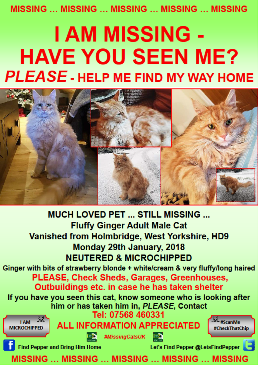 CatsMissing's tweet photo. STILL MISSING💔HAVE YOU SEEN ME❓#PleaseHelpFindPepper #Cat Vanished 29/1/18 #Holmbridge #WestYorkshire Ginger+bits of strawberry blonde Very fluffy/long haired Neutered Chipped #ScanMe #MissingCatsUK #FindPepperAndBringHimHome FB▶https://t.co/0pJTbwmbNh▶https://t.co/qSDFYgNT95 https://t.co/0W4y1m0wX8