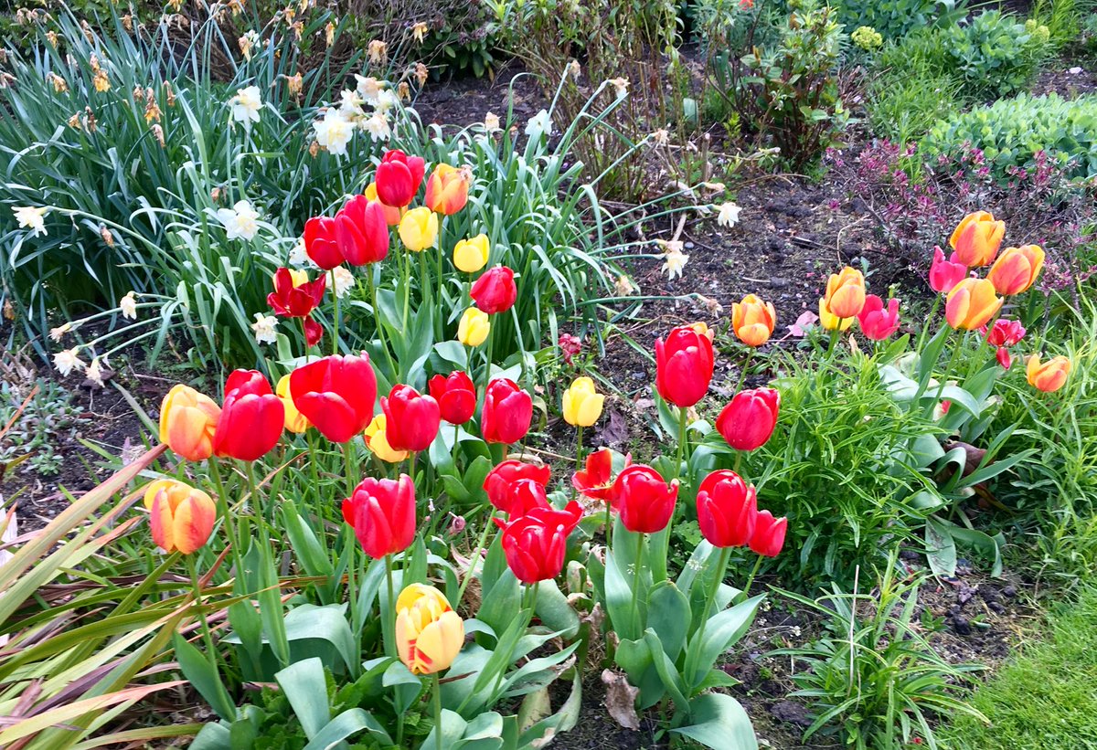 PEDeBauw's tweet photo. #sunny☀️ #spring #afternoon in the #garden 💐 #dublin #ballsbridge #dublin4 #goodbreak #flowers🌷🌺 https://t.co/N9ANiyT4Tc
