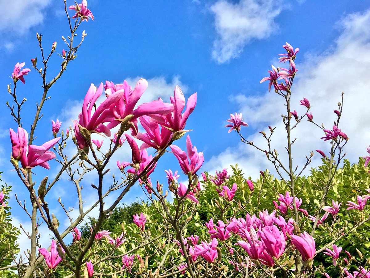 PEDeBauw's tweet photo. #sunny☀️ #spring #afternoon in the #garden 💐 #dublin #ballsbridge #dublin4 #goodbreak #flowers🌷🌺 https://t.co/N9ANiyT4Tc