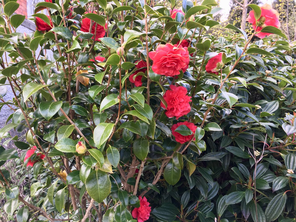 PEDeBauw's tweet photo. #sunny☀️ #spring #afternoon in the #garden 💐 #dublin #ballsbridge #dublin4 #goodbreak #flowers🌷🌺 https://t.co/N9ANiyT4Tc