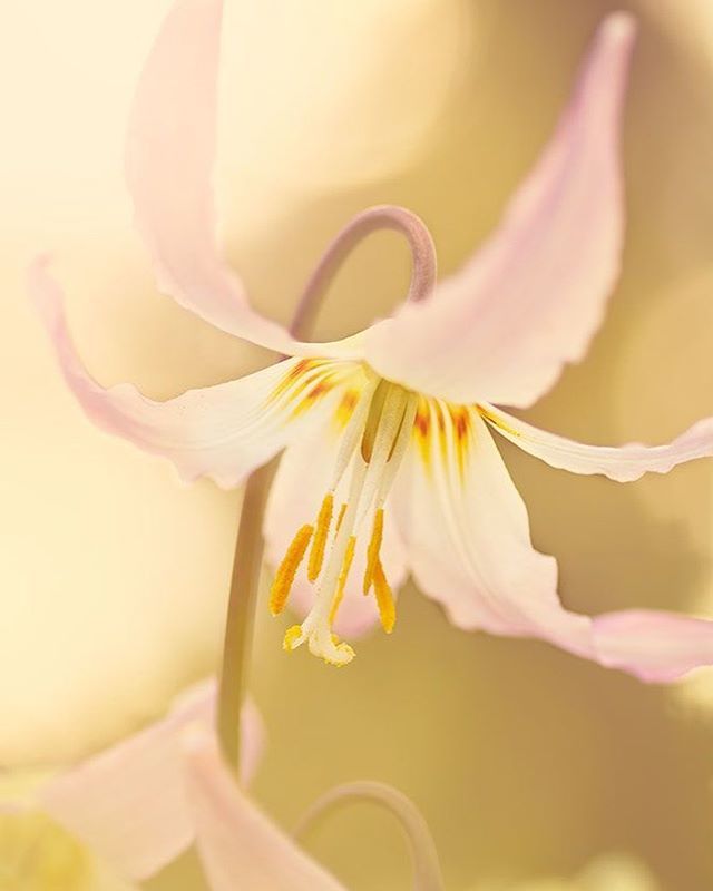 lowcarbvistas's tweet photo. Erythronium Knightshayes Pink⠀
⠀
⠀
#floralphotography ⠀
#flowerPhotographs #RosieNixon #Scottishartist #scotland ⠀
⠀
#florals #flowers #flowerstagram #flowersofinstagram #macro_moves #flowerporn #flowerstalking #flowerpower #flowerphotography #fl… https://t.co/RUdFpaZeRn https://t.co/J1k5b2bb1J