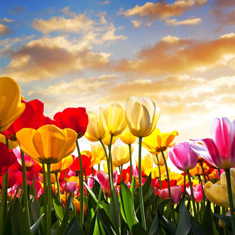 MessagePanda's tweet image. "If I had a single flower for every time I think about you, I could walk forever in my garden"