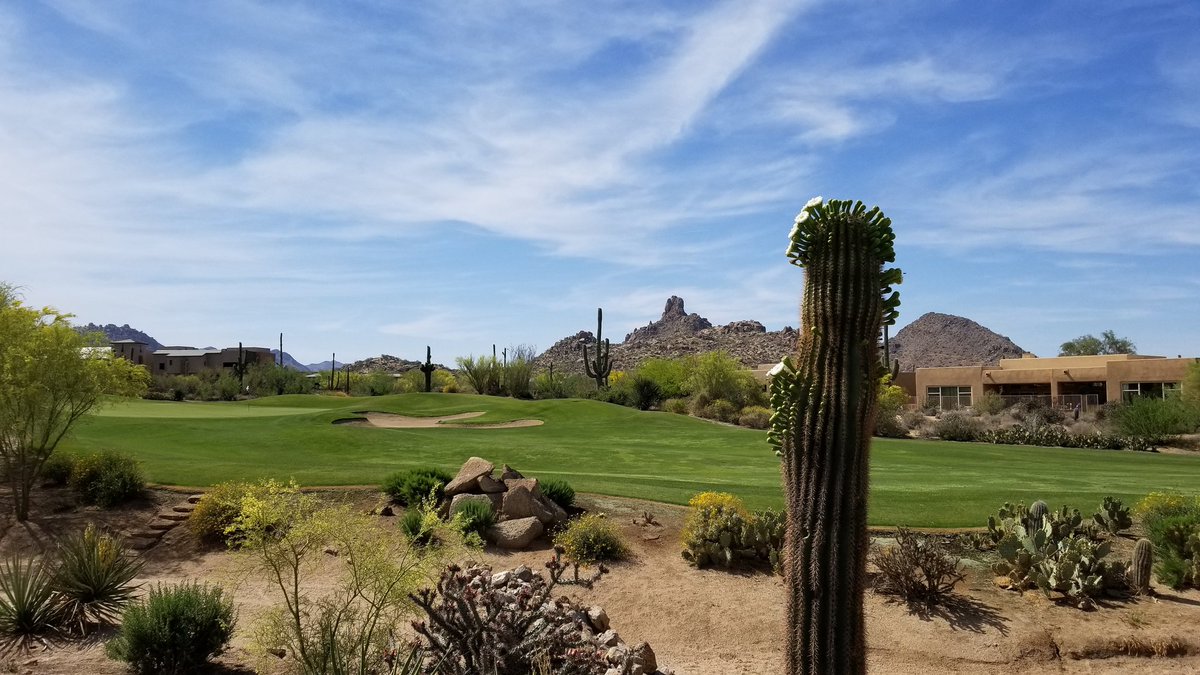 Spring has sprung in the AZ!  #Golf #TroonNorth #ExperienceTroon #WhyILoveThisGame #PureDesertClassic #SundayFunday #PinnaclePeak #Inspiration #Saguaro #Arizona #Spring #CactusBloom