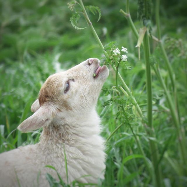 KeizerEllen's tweet photo. Fresh food #balij #sheepatwork https://t.co/Y7DuveE8OI https://t.co/ihXMFDf0f3