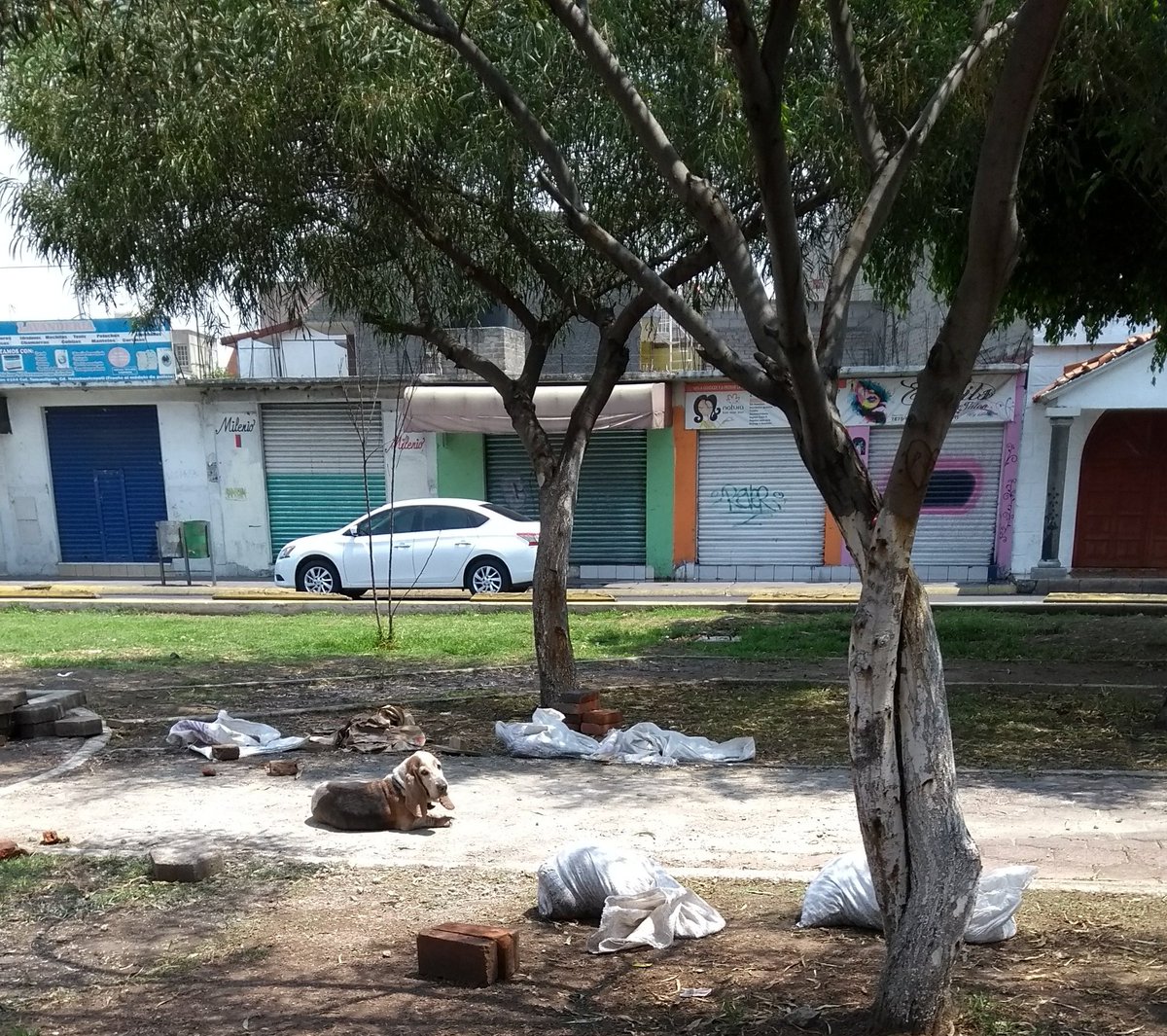 KANELOKING666's tweet photo. Perro de raza Basset Hound al parecer se salió de su casa. Está en la Av Chimalhuacán en el módulo de policía enfrente del Oxxo en ciudad Nezahualcóyotl #Neza #perroperdido #perroextraviado #perrosdelacalle https://t.co/N87m3ROPvE