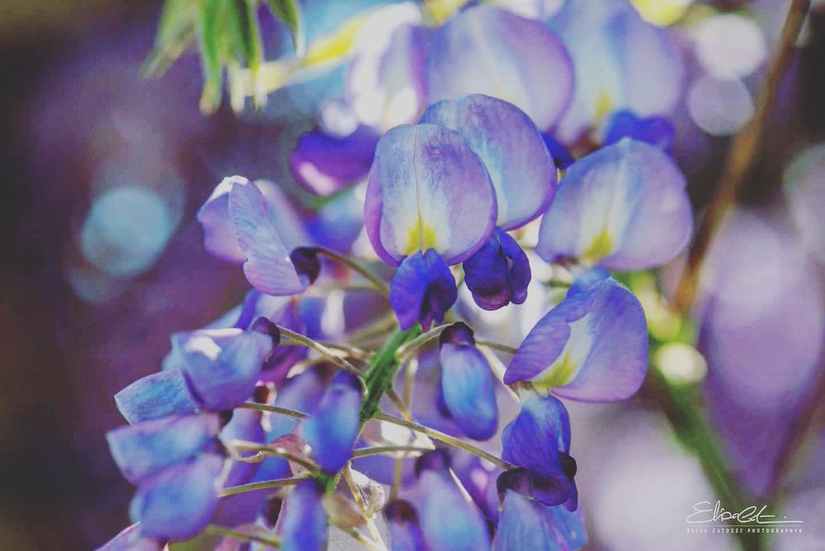 CATELI79FE's tweet photo. #photography #flower #glicine #photography #naturelovers https://t.co/Ndktbugo59